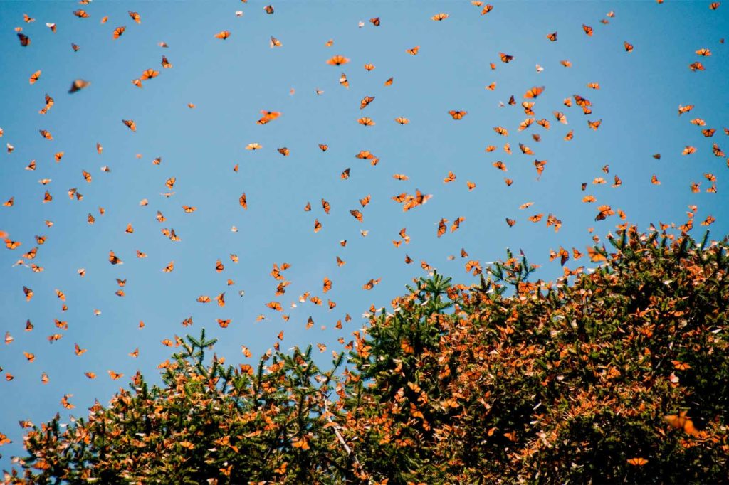 The Monarch Butterfly Sanctuaries | Mexico Finder | Luxury Travel