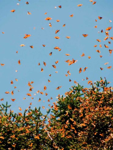 mexicofinder-travel-morelia-monarch-butterfly-biosphere-reserve-michoacan