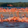 mexicofinder-travel-yucatan-celestun-flamingos