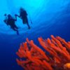 mexicofinder cozumel diving paradise