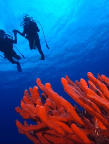mexicofinder cozumel diving paradise