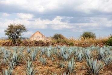 mexicofinder tequila agave guanajuato